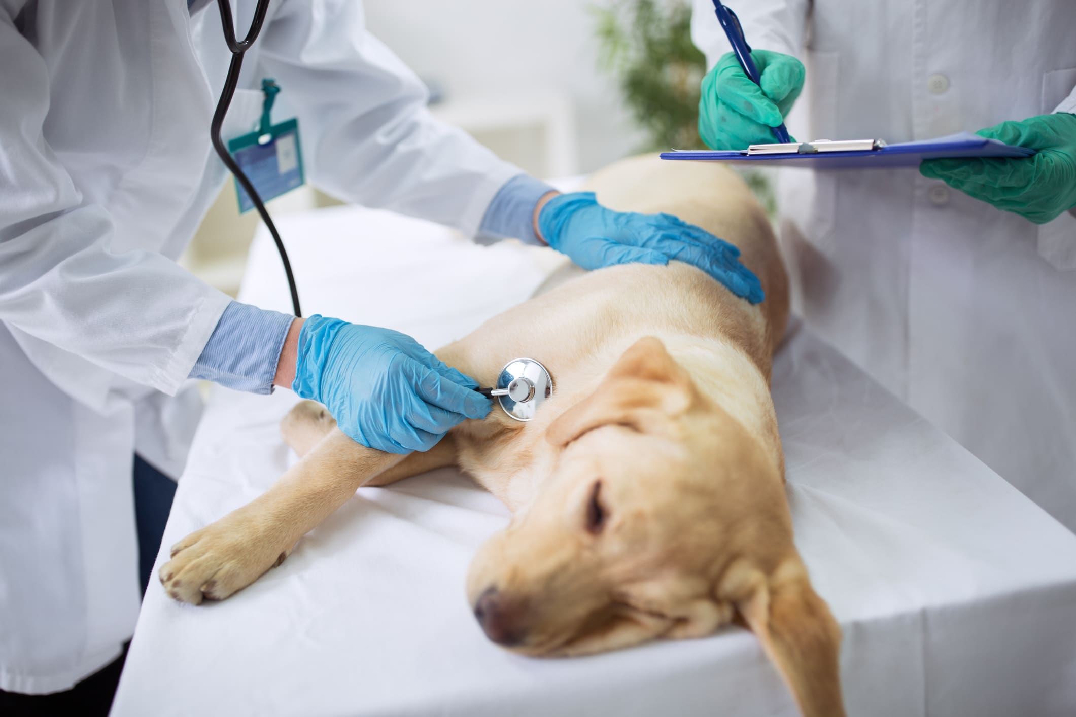 Image of a yellow lab receiving veterinary care.