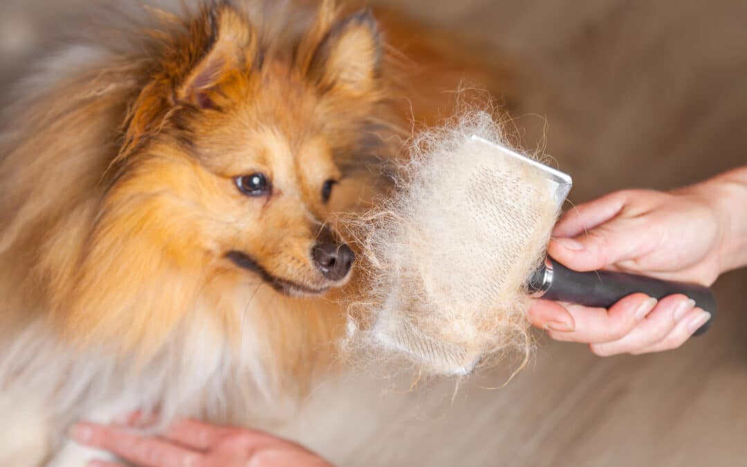 Do Dogs Shed More in Summer?