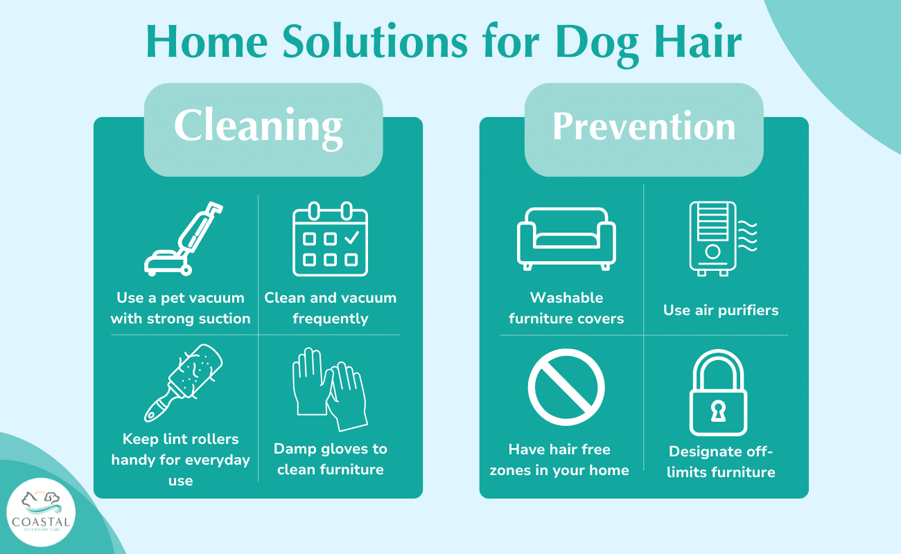 Infographic about common home solutions for dog hair from dog shedding.