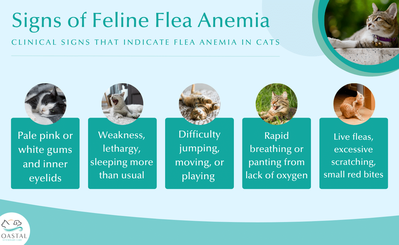 infographic that lists the signs of feline flea anemia such as pale gums or weakness.