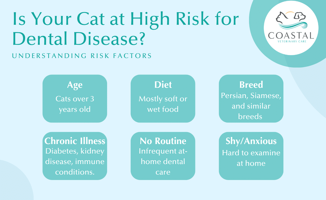 infographic that lists the signs of feline flea anemia such as pale gums or weakness.
