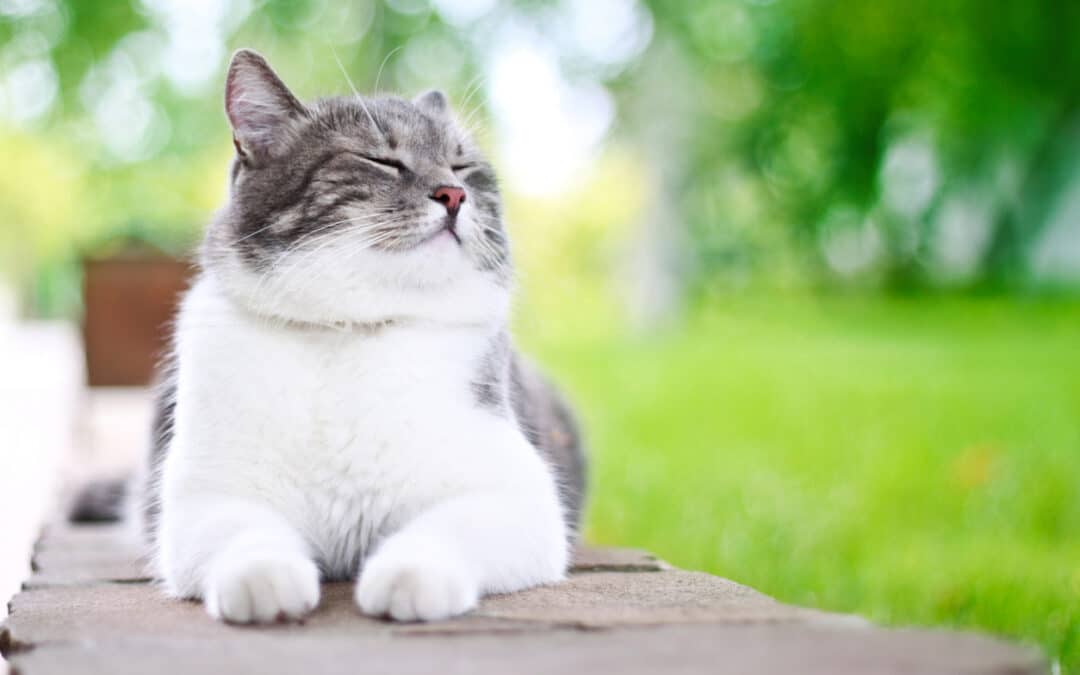 How Do I Know If My Cat Is Overweight?