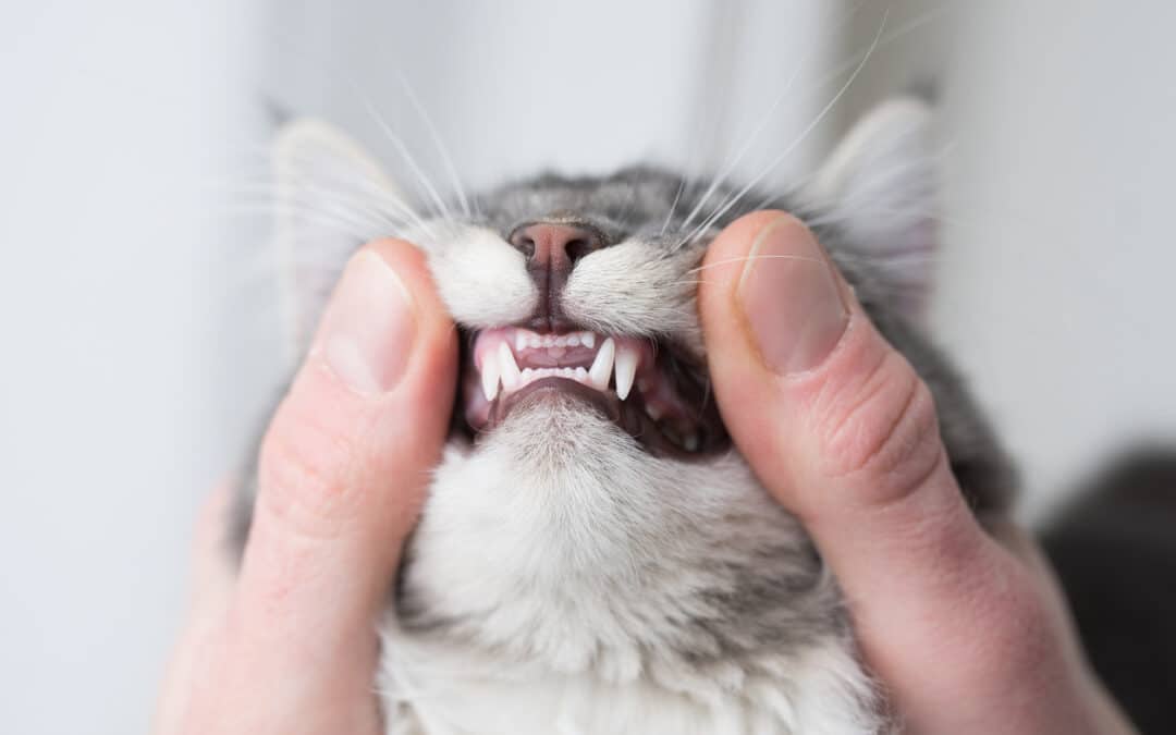 Do Cats Need Dental Cleaning? Everything Cat Owners Should Know