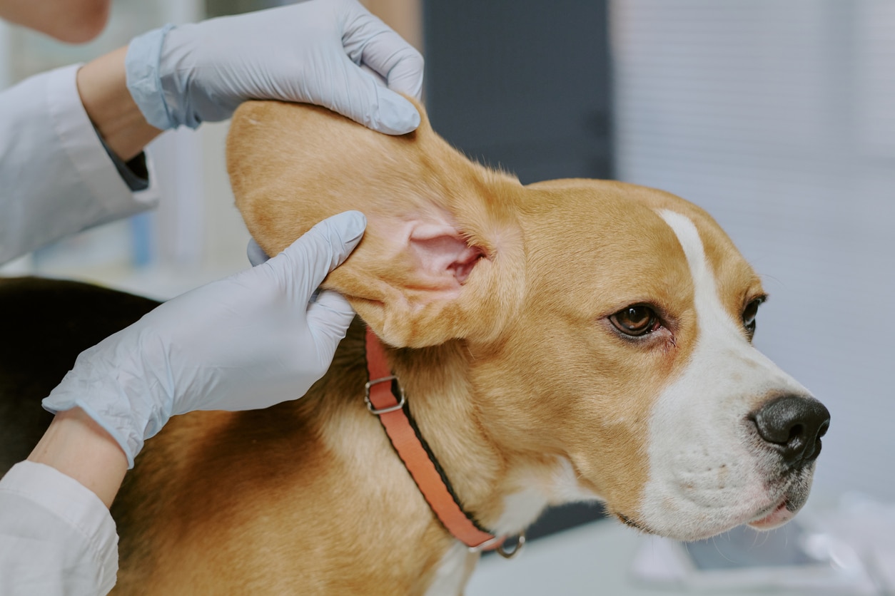 A dog being checked out by a vet and its owner petting them.