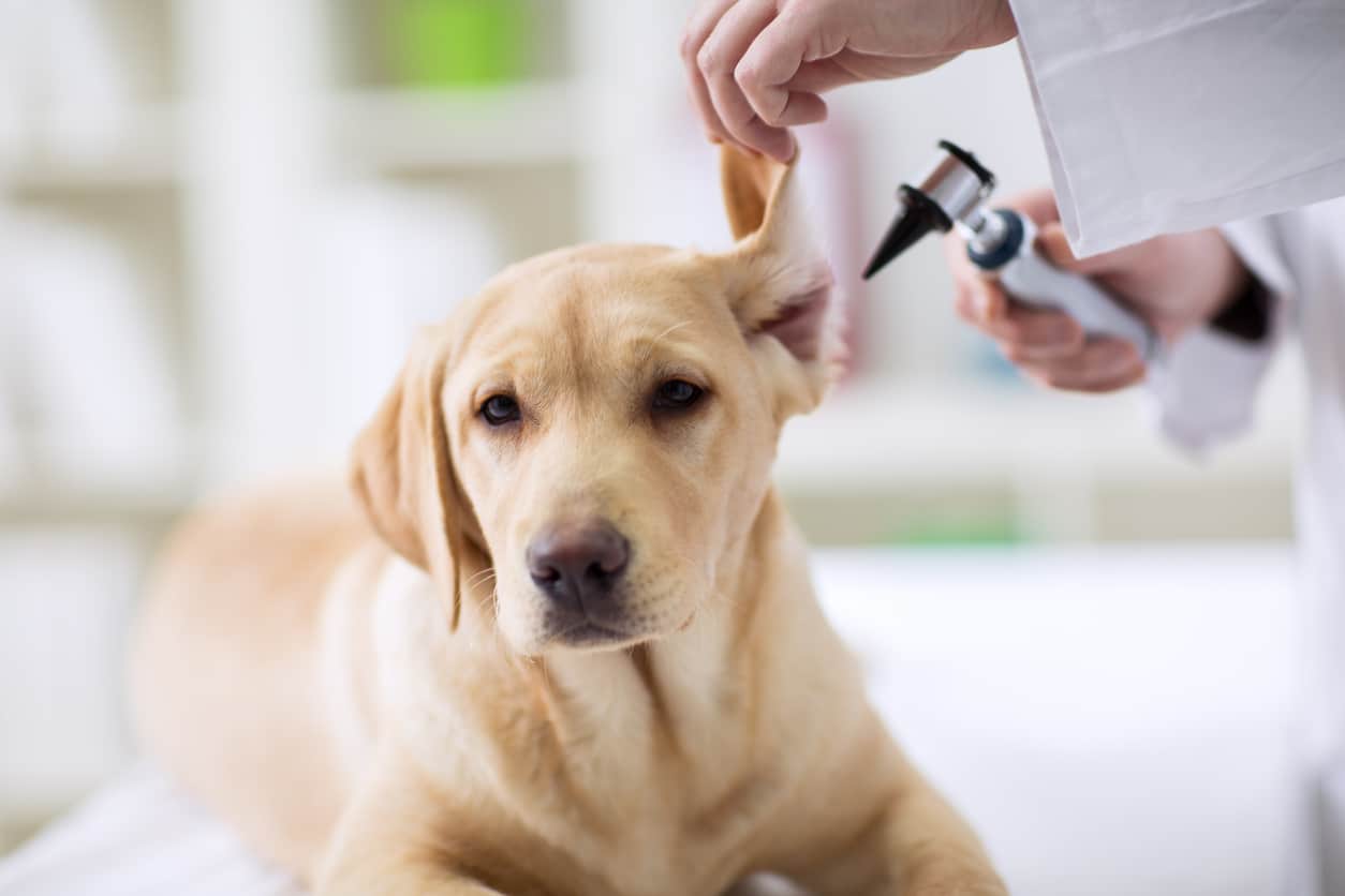A dog being checked out by a vet and its owner petting them.