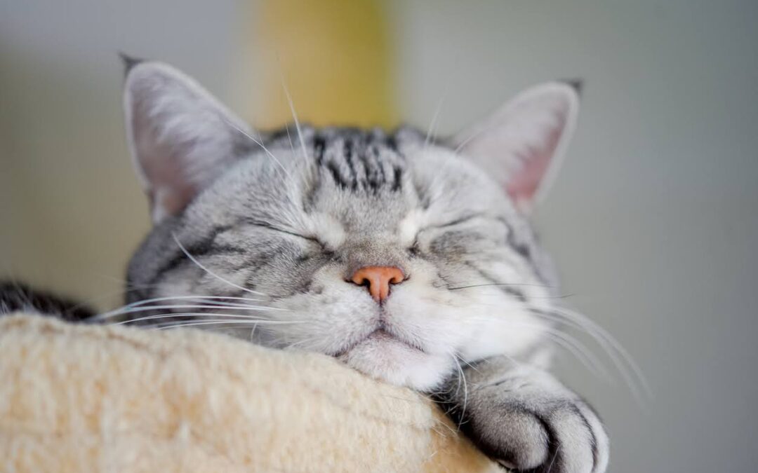 The 9 Most Common Signs of Diabetes in Cats