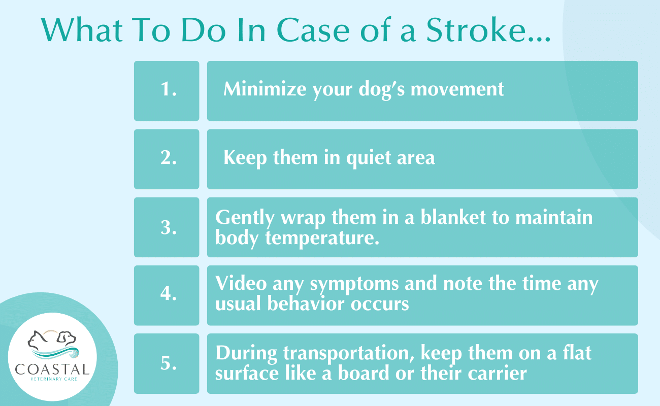 Infographic about common home solutions for dog hair from dog shedding.