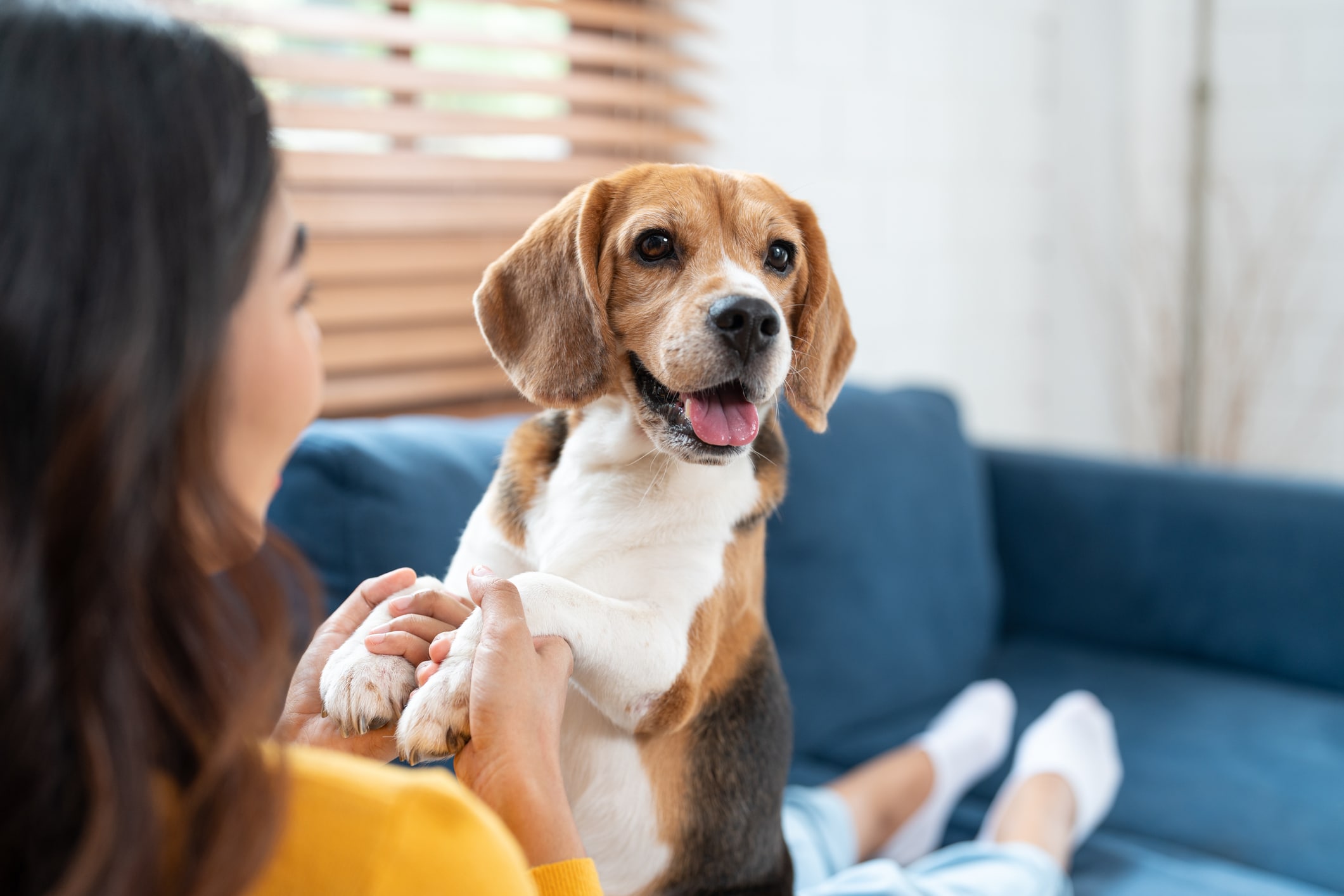Infographic about common home solutions for dog hair from dog shedding.