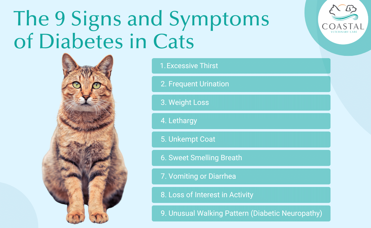 infographic that lists the signs of feline flea anemia such as pale gums or weakness.