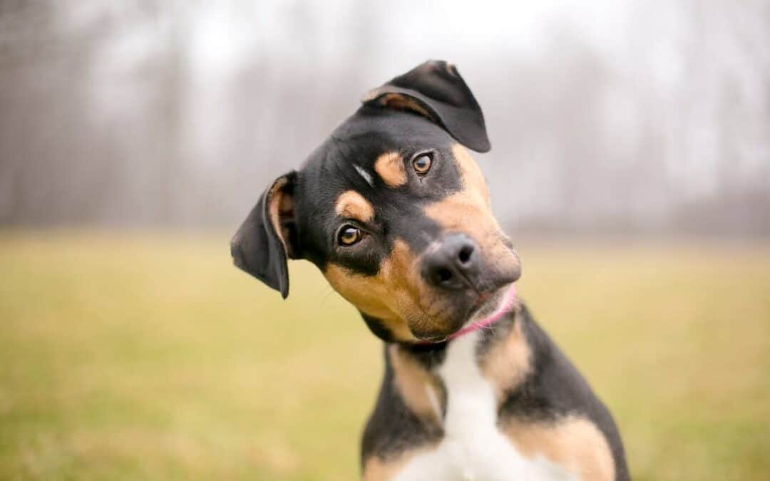 Signs of Strokes in Dogs