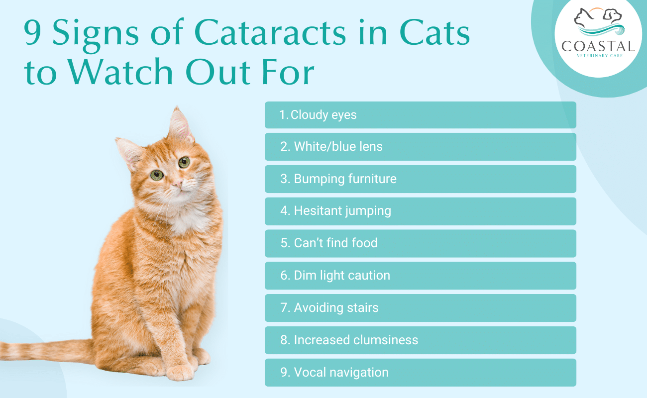 Infographic describing 9 signs of cataracts in cats to watch out for.