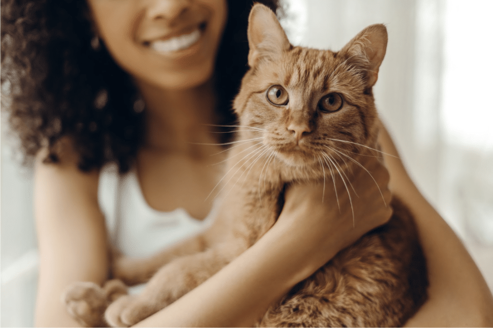 Do Cats Get Cataracts?