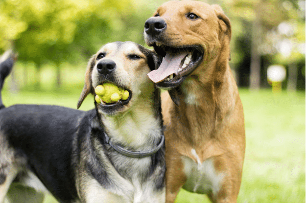 How Long Does Kennel Cough Last?