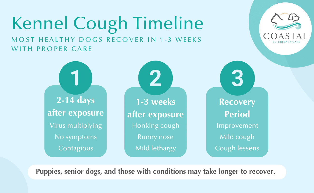 Kennel Cough Timeline Infographic