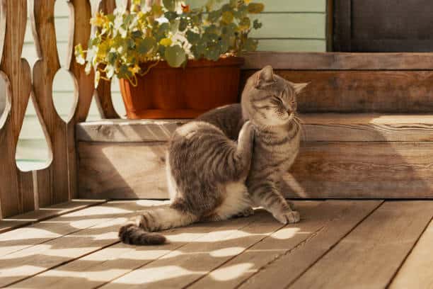 Gray cat scratching its ear on outside porch.