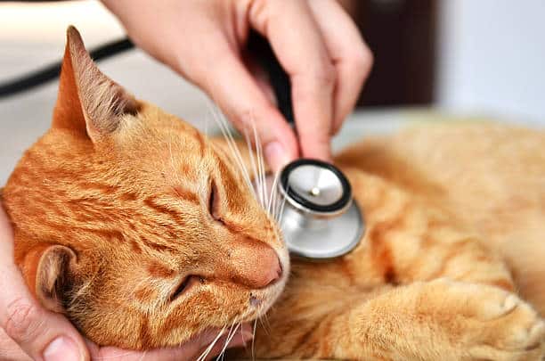 Orange tabby cat at the veterinarian's office.