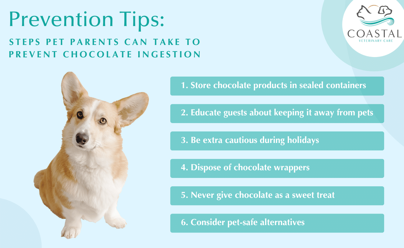 infographic describing prevention tips for pet owners to avoid their dog eating chocolate