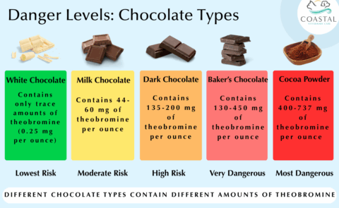 My Dog Ate Chocolate: What to Do and When to Panic - Chocolate What Level Is Toxic
