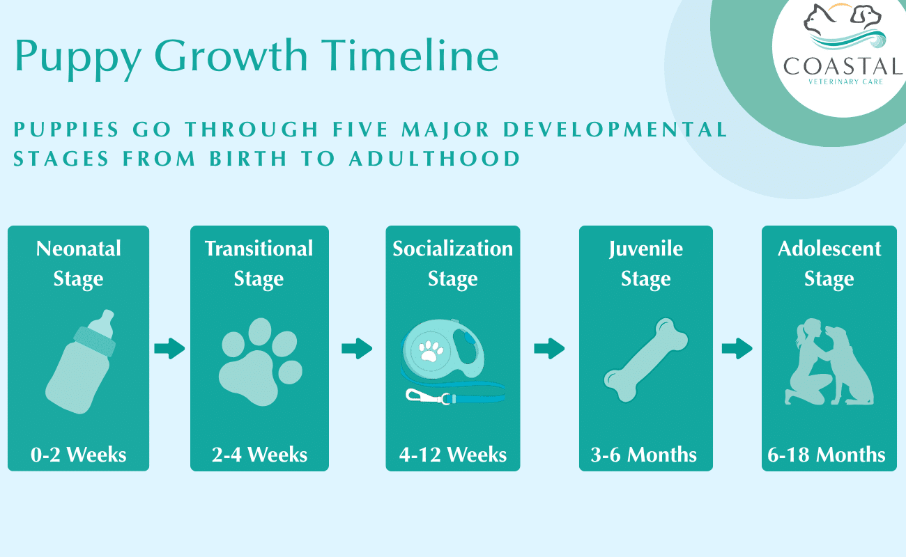 puppy growth timeline infographic