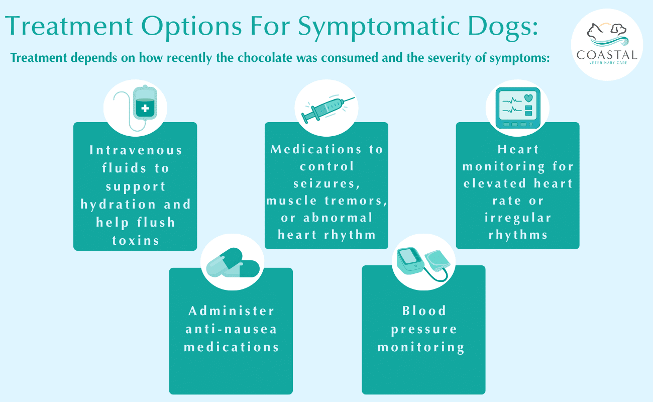 infographic describing different treatment options for dogs showing symtoms after eating chocolate