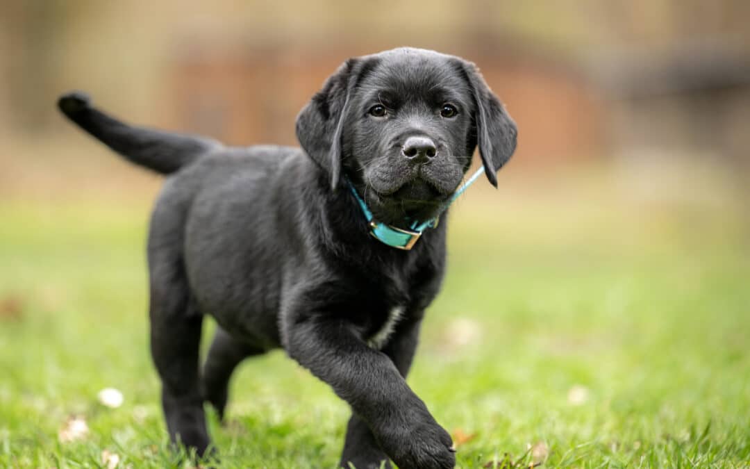Puppy Stages Milestones: What to Expect