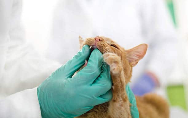 photo of a cat getting it's tooth check by the veterinarian