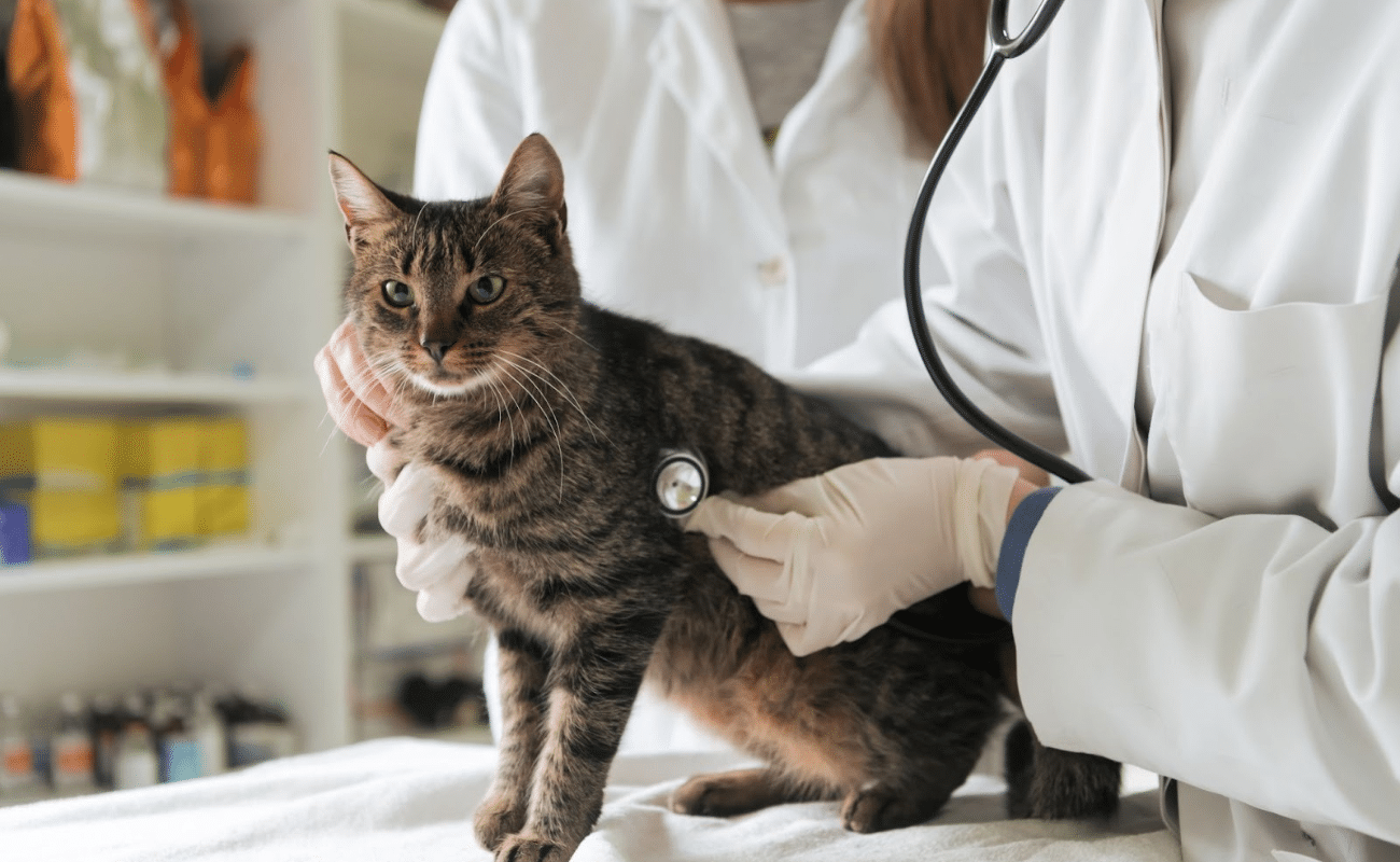 two vets in white coats holding a stethoscope to a gray and brown striiped cat