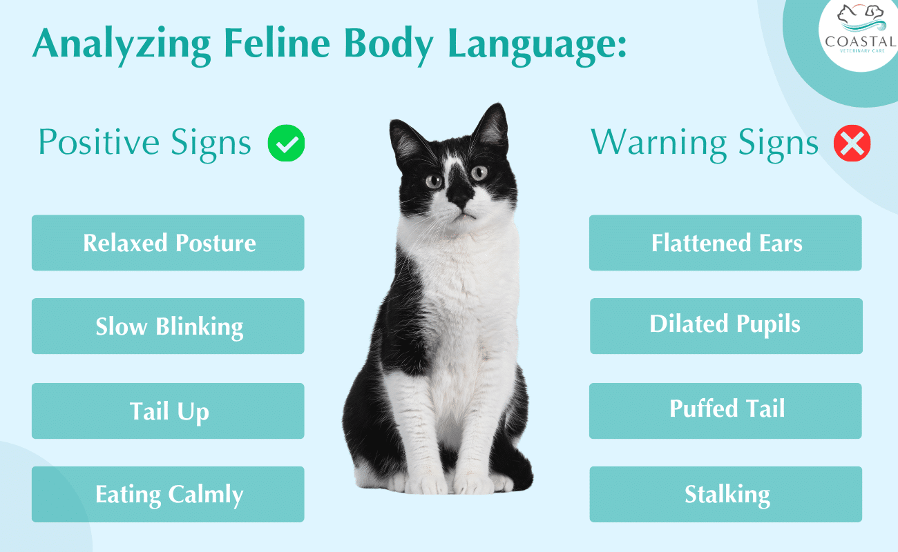 black and white spotted cat with lists on each side of it