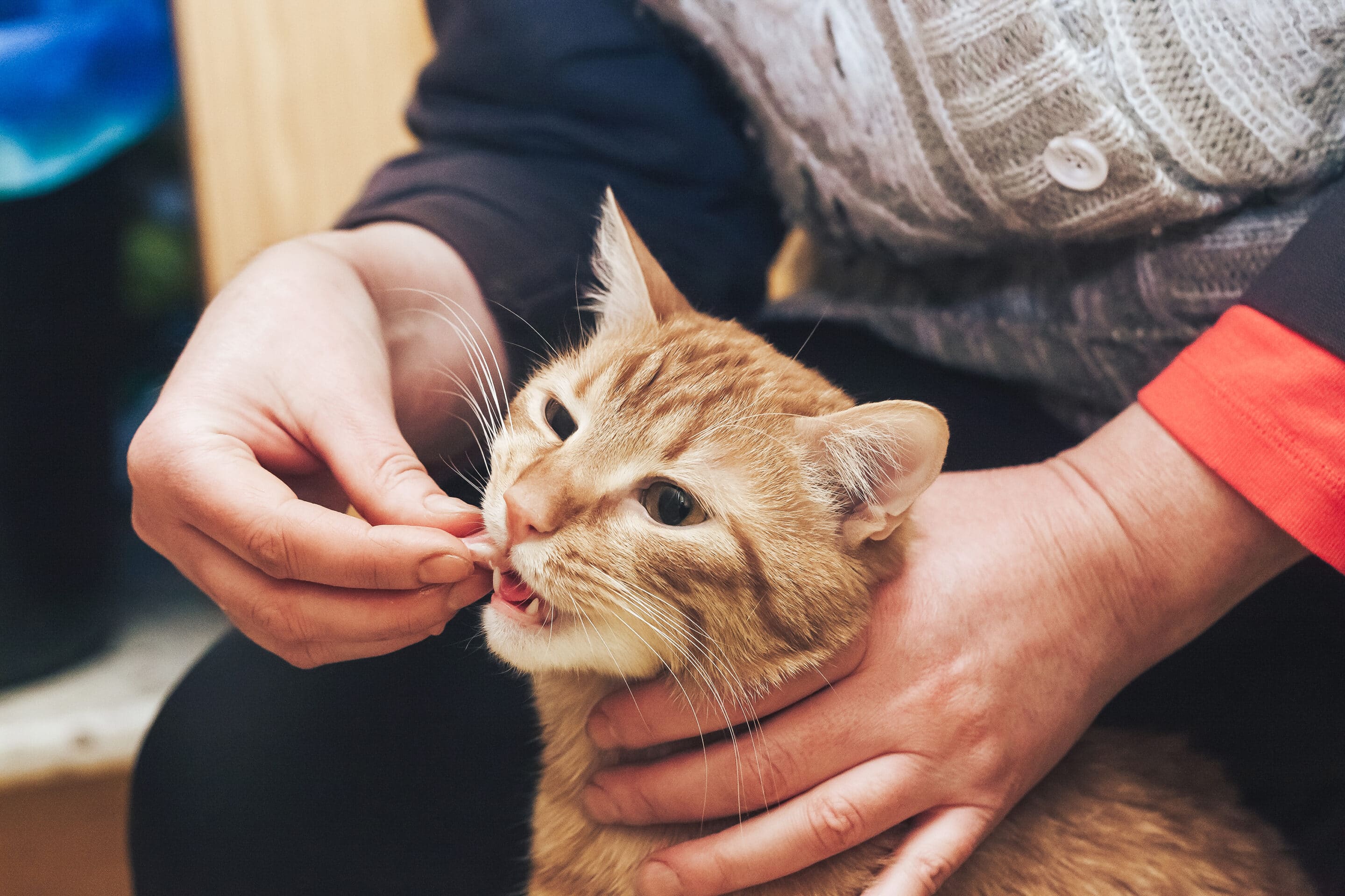 picture of a person holding a cats neck in attempt to get it to open its mouth so it can be fed a pill