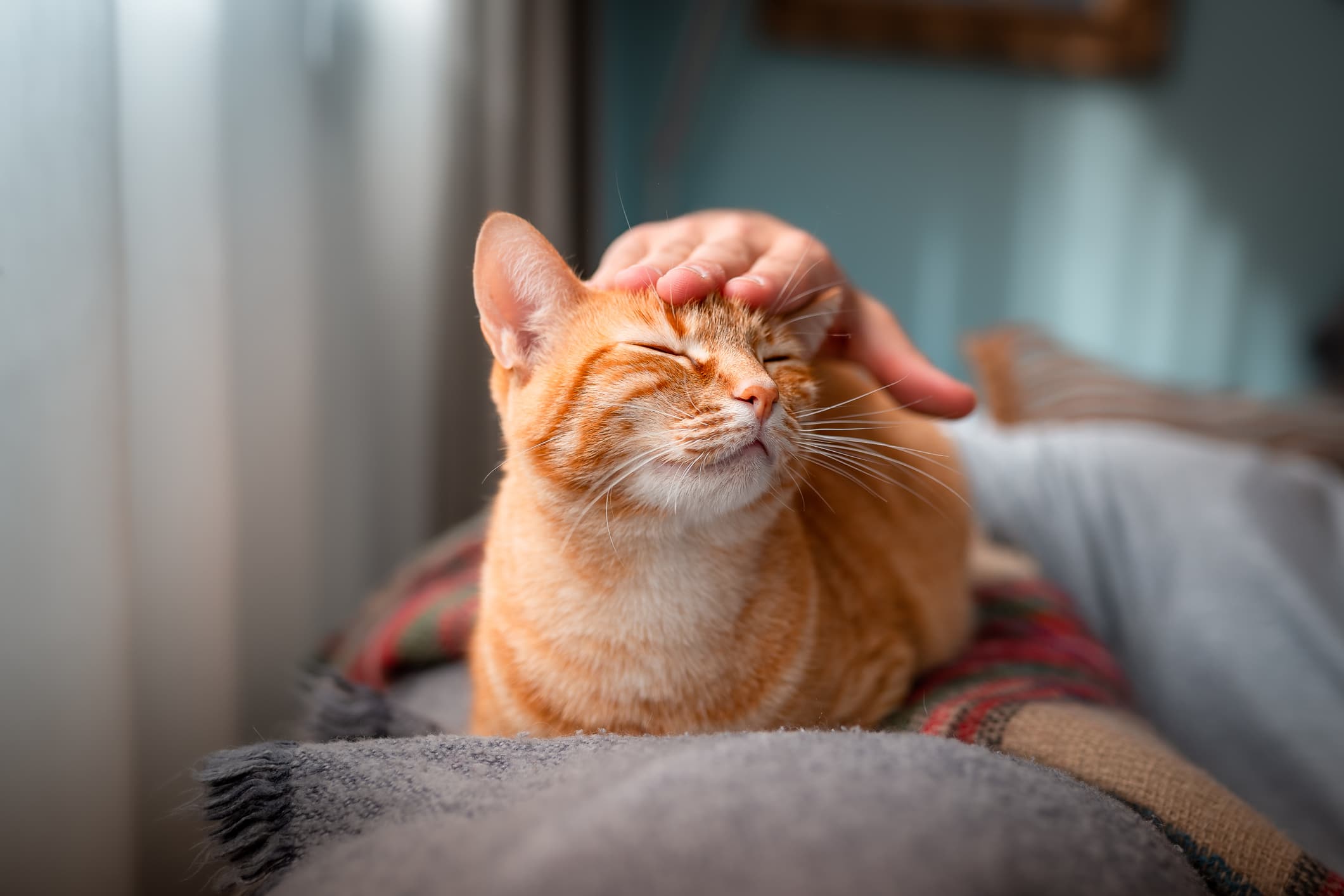 orange tabby sitting on a blanket getting its head pet by a person