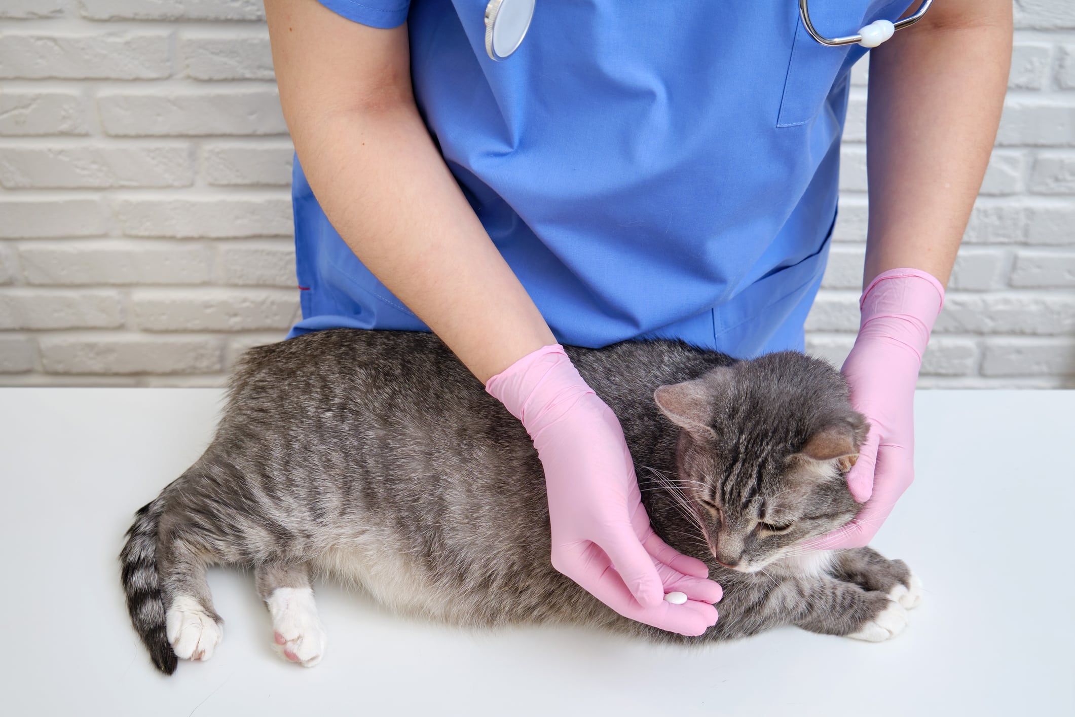 veterinarian in blue scrubs trying to give a gray tabby cat a white pill