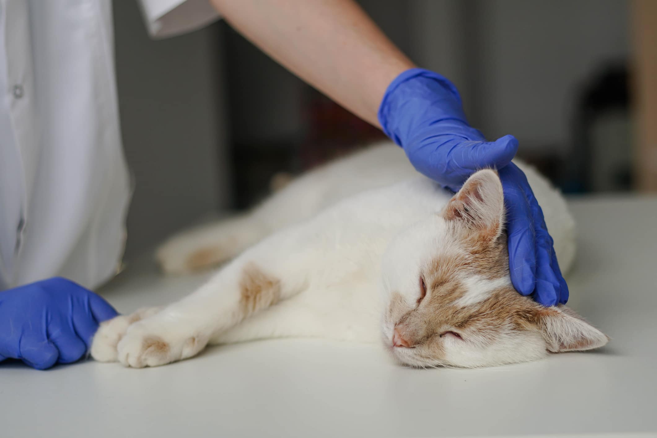 white cat laying on veterinarian table with a  vet with blue gloves petting its head