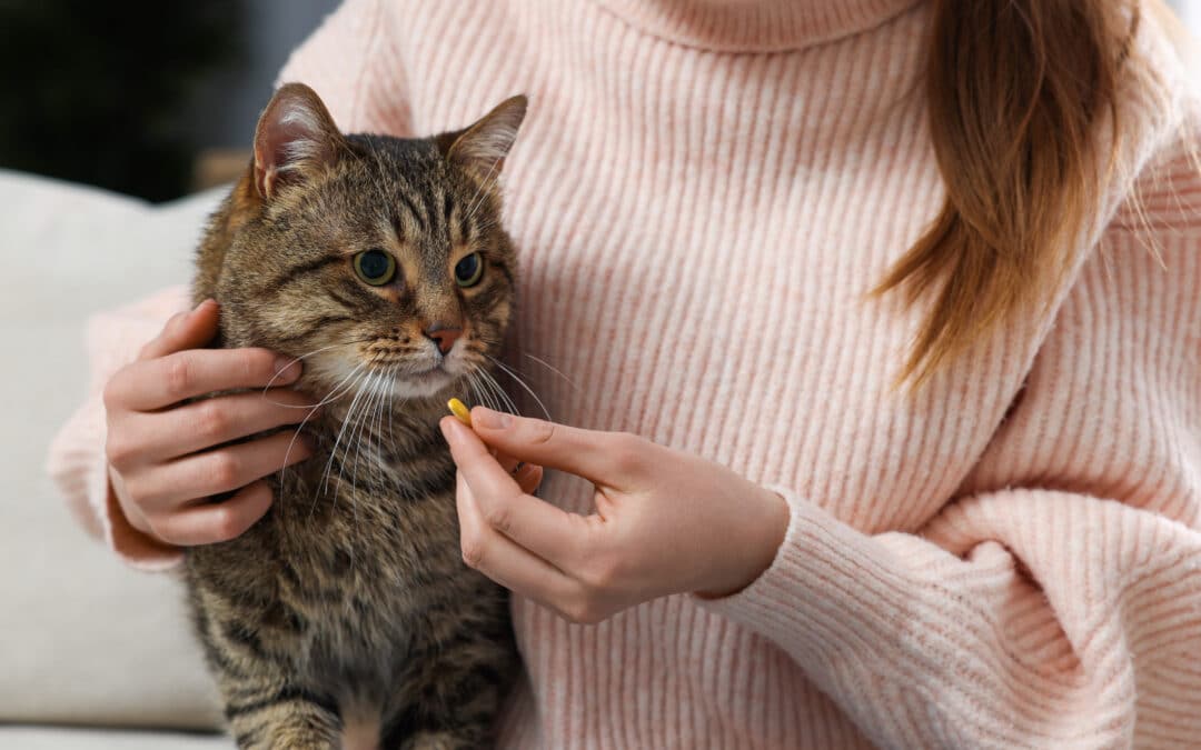 How to Get a Cat to Take a Pill: Simple Tricks That Actually Work