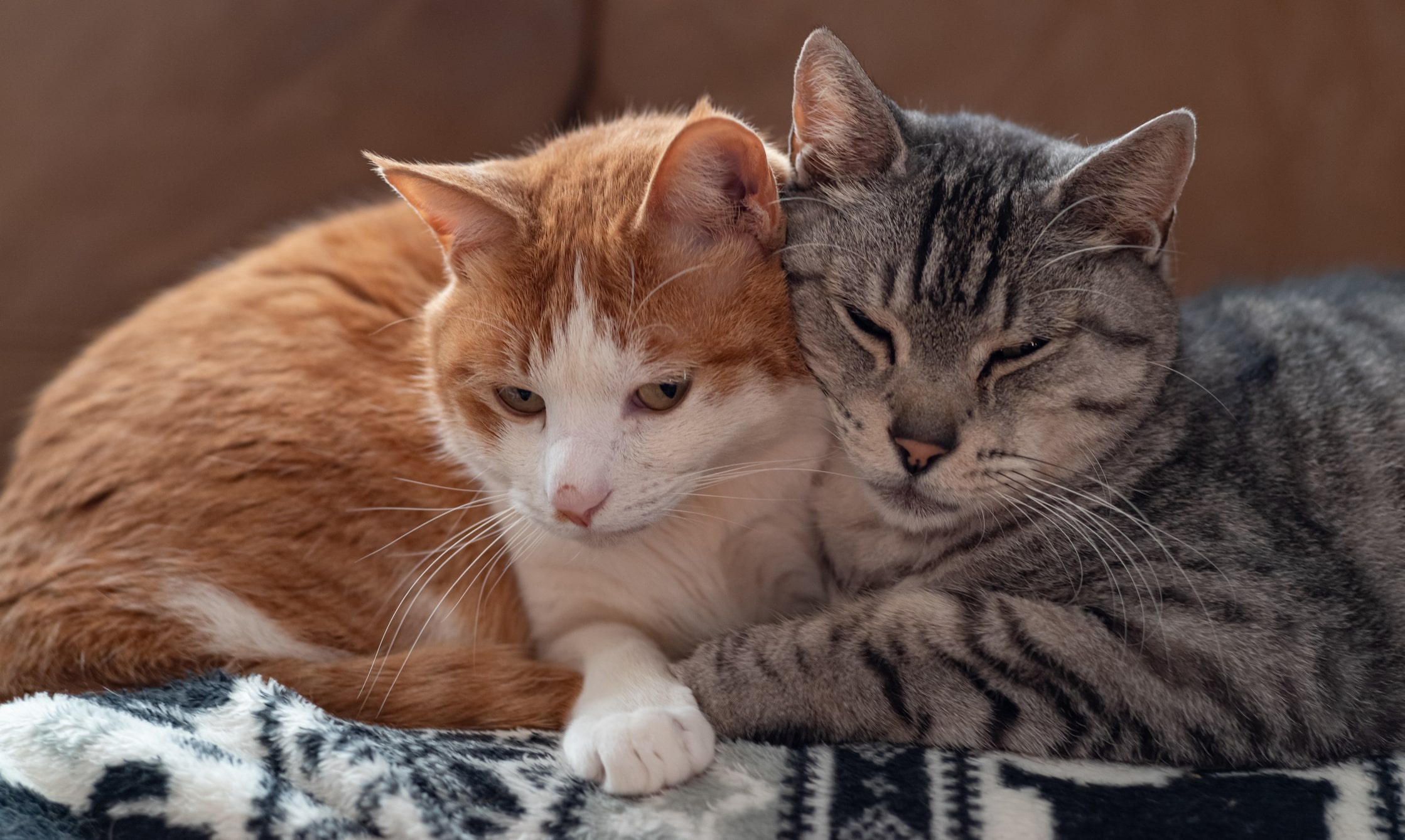 picture of an oragne and gray tabby cat cudding