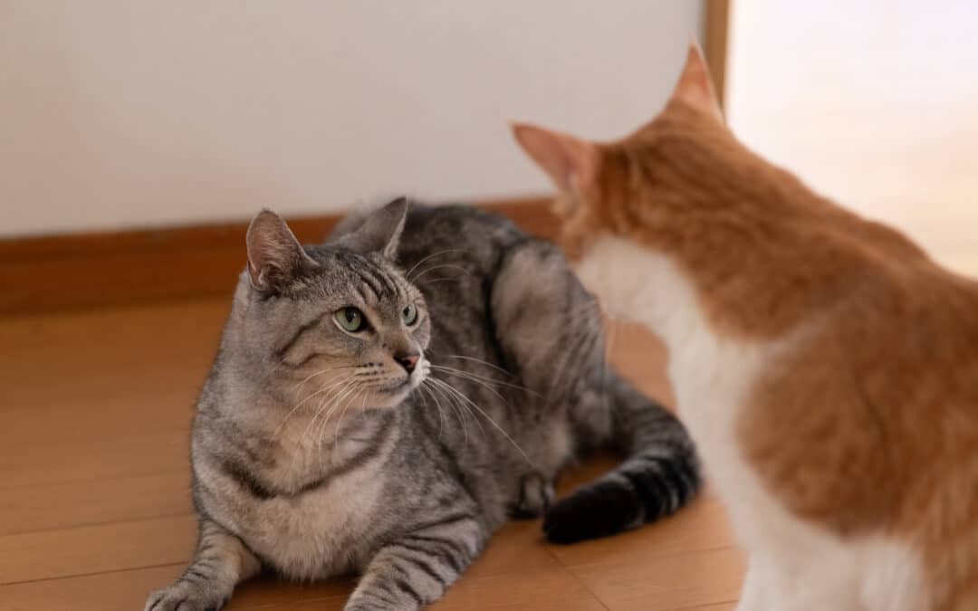 How to Introduce a New Cat to Your Cat: Expert Tips for a Peaceful Home