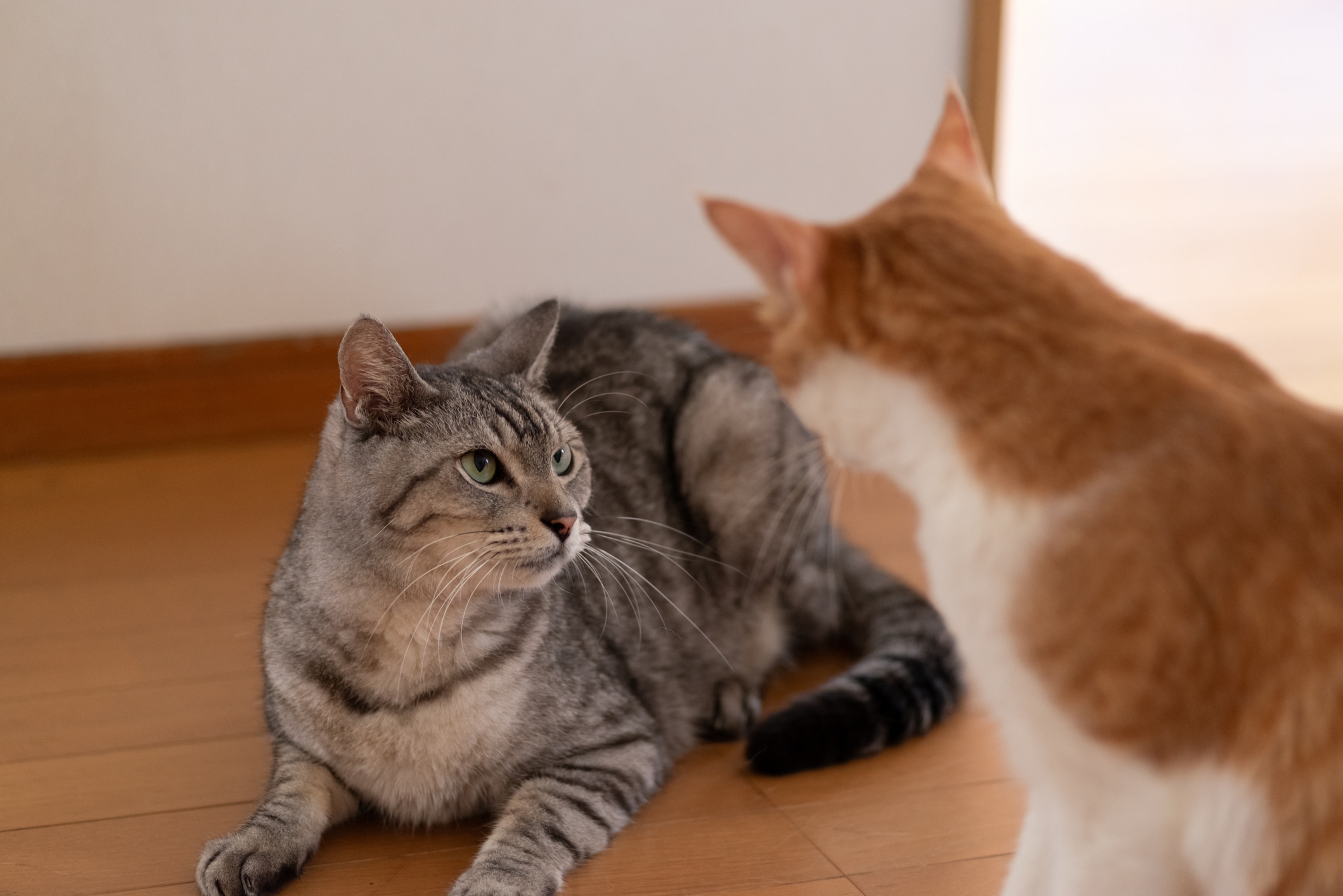 Introducing a New Cat to Your Resident Cat: Expert Tips