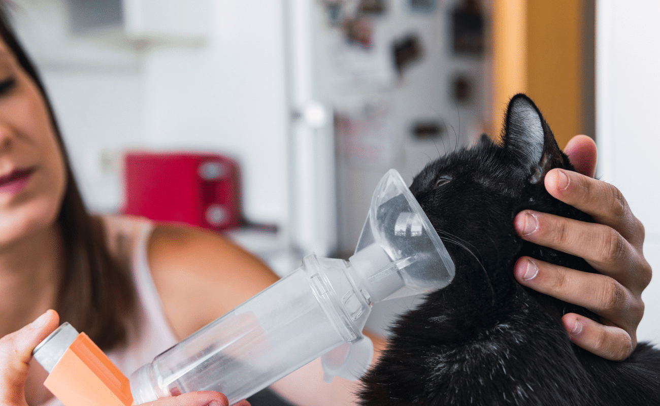 View of Cat Asthma Symptoms: Signs & When to Act | Expert Tips