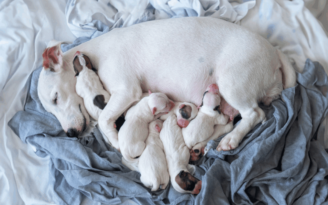 Stages of Dog Pregnancy: How to Care for Your Expecting Pup