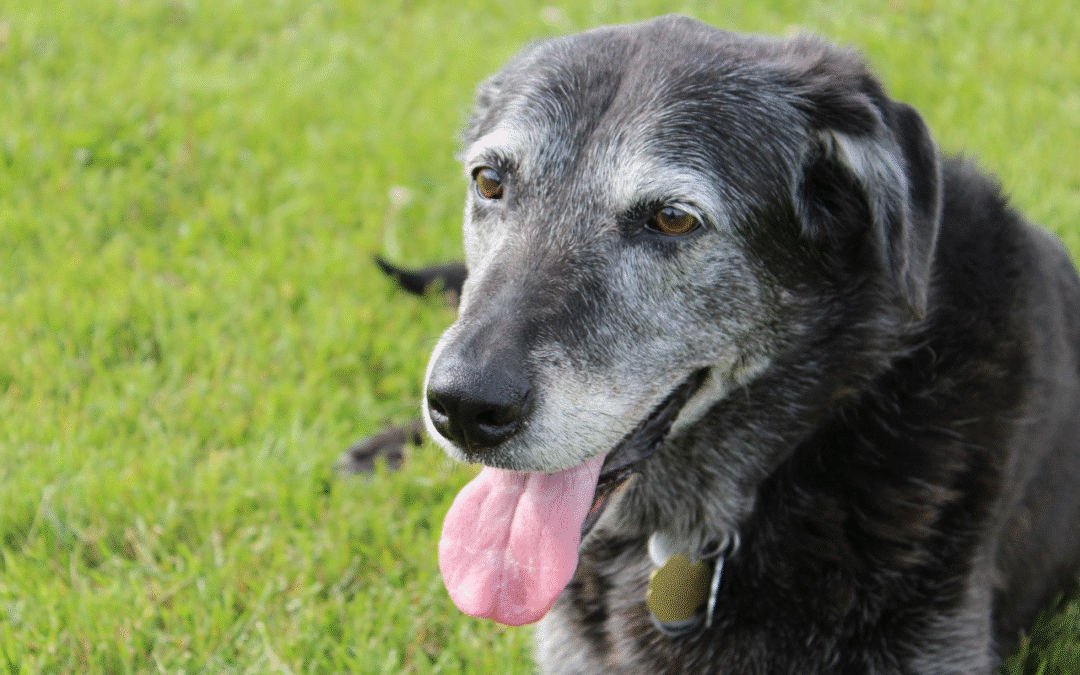 Common Signs of Arthritis in Dogs and What You Can Do to Help