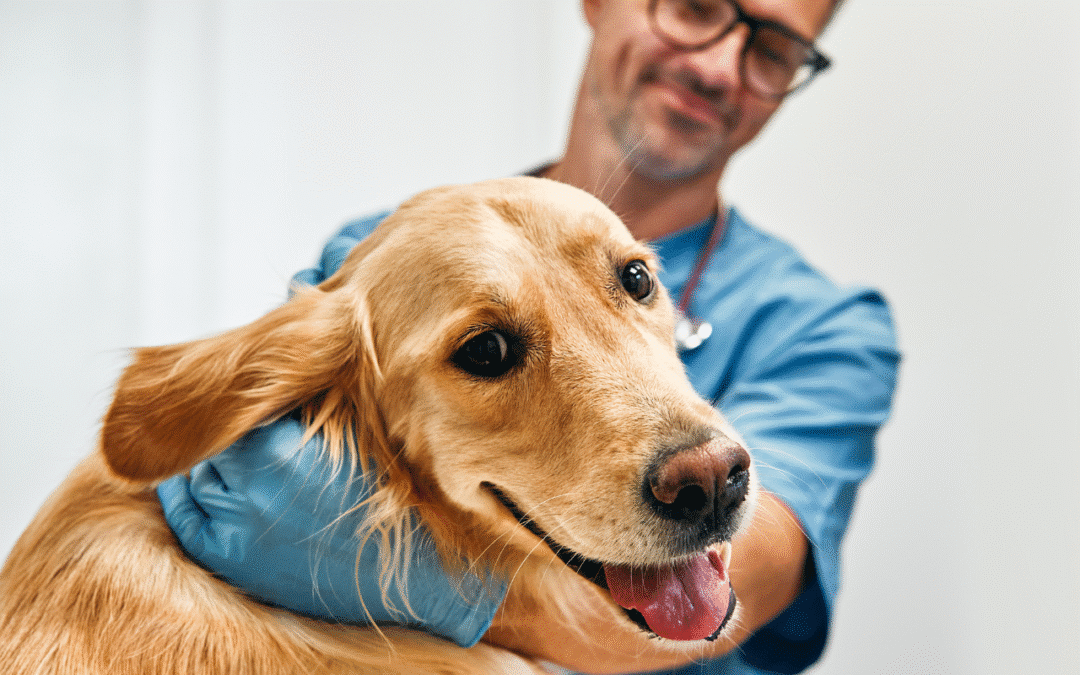 What Is Fear Free Certification and Why It Matters in Veterinary Care