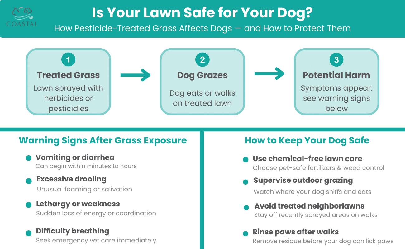 Why Does My Dog Eat Grass? Normal or a Sign of Trouble?