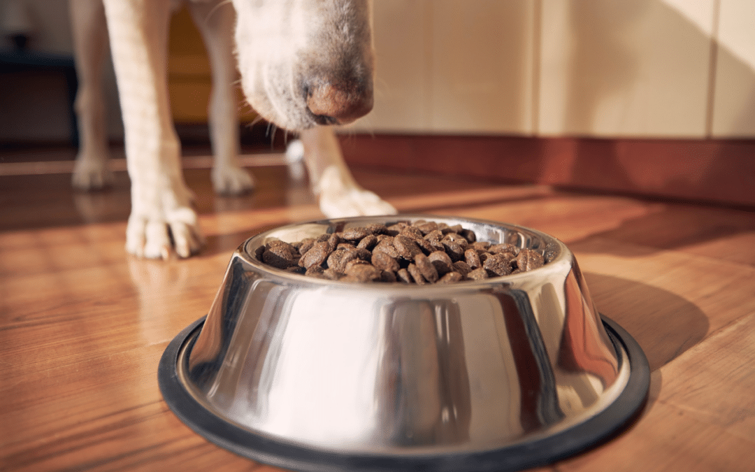 Best Senior Dog Food for Healthy Aging and Joint Support